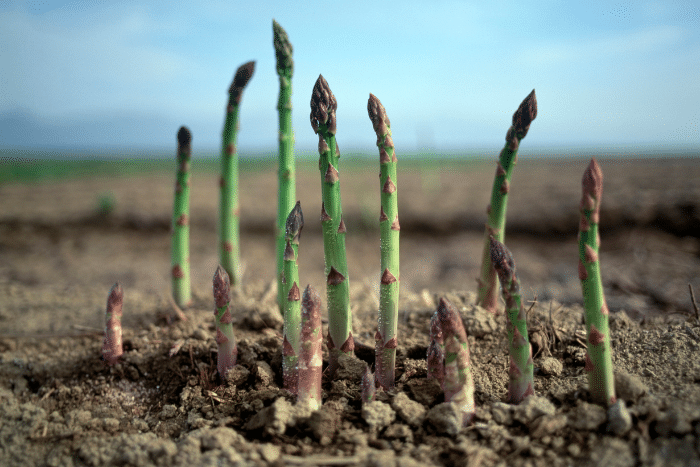 coltivazione asparagi